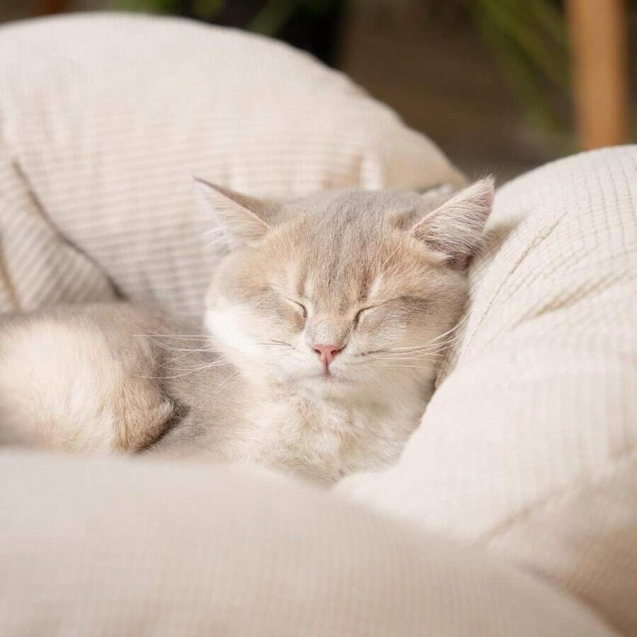Elevated Cat Bed Wooden With Cushion Fluffy Pet Couch Sofa For Indoor Cats Raised Kitty Lounge Chair Suitable For Puppy Cat Furniture Large